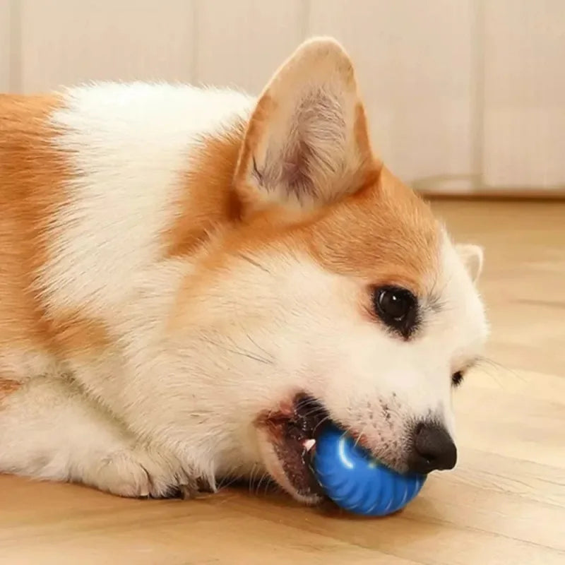 Smart Puppy Play Ball