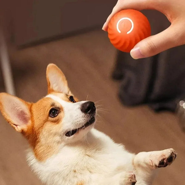 Smart Puppy Play Ball